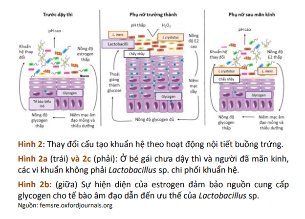 Hệ vi sinh tại âm đạo 2